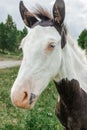 Portrait of horse with blue eyes Royalty Free Stock Photo