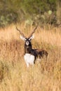 Vertical portrait of blackbuck