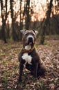 Vertical portrait of Blue American Staffordshire terrier amstaff sitting on the ground in nature. American Stafford dog with Royalty Free Stock Photo