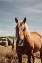 Vertical portrait of a brown horse behind a fence in a field Royalty Free Stock Photo