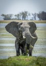Vertical portrait of a bull elephant with large ears eating green leaves in Kenya
