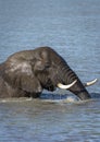 Vertical portrait of a bull elephant swimming in water in sunshine in Kruger Park in South Africa