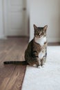 Vertical portrait of a cat gently sitting on a white carpet and wooden floor with a background