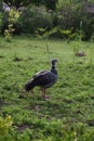 Vertical portrait of a ChajÃÂ¡ (crested screamer) in a lush park setting Royalty Free Stock Photo