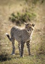 Vertical portrait of a cheetah cub in Masai Mara in Kenya Royalty Free Stock Photo