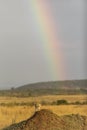 Vertical portrait of a cheetah on a termite mound with rainbow in the background in Masai Mara in Kenya Royalty Free Stock Photo