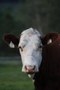 Vertical portrait of a cow in a field