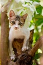 Vertical portrait of a curious kitten climbing a tree in backyard environment Royalty Free Stock Photo