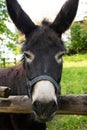 Vertical portrait of a cute Pyrenean donkey behind the wooden fence in the green farmland Royalty Free Stock Photo