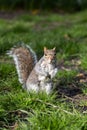 Vertical portrait of an Eastern grey squirrel, Sciurus carolinensis in a park Royalty Free Stock Photo