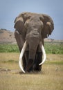 A vertical portrait of an elephant bull with massive tusks in Amboseli in