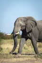 Vertical portrait of an elephant walking in Savuti in Botswana