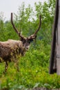 Vertical portrait of a Eurasian Tundra Reindeer, Rangifer tarandus tarandus in its natural habitat Royalty Free Stock Photo