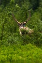 Vertical portrait of a Eurasian Tundra Reindeer, Rangifer tarandus tarandus in its natural habitat Royalty Free Stock Photo