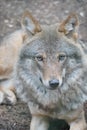 Vertical portrait of a European gray wolf in Highland Wildlife Park, Kincraig, Kingussie, Scotland