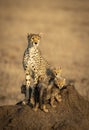 Vertical portrait of a cheetah mother and her four cubs sitting on a big termite mound in Serengeti in Tanzania Royalty Free Stock Photo