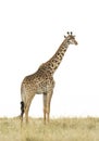 Vertical portrait of a female giraffe standing in dry grass isolated on white in Masai Mara in Kenya Royalty Free Stock Photo