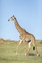 Vertical portrait of a female giraffe walking in green plains of Masai Mara in Kenya Royalty Free Stock Photo