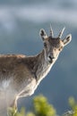Vertical portrait of female iberian ibex with egal background