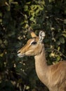 Vertical portrait of a female impala standing alert in Savuti in Botswana Royalty Free Stock Photo