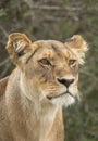 Vertical portrait of a female lioness looking alert in Ndutu in Tanzania