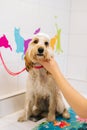 Vertical portrait of funny curly Labradoodle dog, female groomer washing with shampoo in bathroom at grooming salon Royalty Free Stock Photo