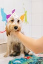 Vertical portrait of funny curly Labradoodle dog, female groomer washing with shampoo in bathtub at grooming salon Royalty Free Stock Photo