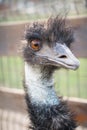 Vertical portrait of a funny Emu looking surprisingly