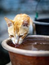 Vertical portrait of a ginger street cat drinking water Royalty Free Stock Photo