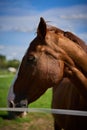 Vertical portrait of a graceful brown horse