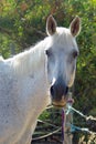 Vertical portrait of a grey horse looking at camera Royalty Free Stock Photo