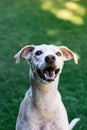 Vertical portrait of Greyhound and Breton Spaniel cross dog with open mouth in funny attitude. Royalty Free Stock Photo