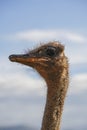 Majestic Ostrich Headshot Against a Beautiful Blue Sky