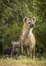 Vertical portrait of a hyena mother and her baby looking alert in Masai Mara in Kenya