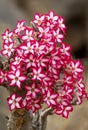 Vertical portrait of a Impala Lily Adenium multiflorum in Kruger Park in South Africa