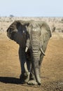 Vertical portrait of an adult elephant covered in mud walking in Kruger Park in South Africa