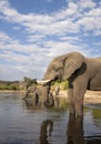 Vertical portrait of a large elephant drinking water from Chobe River in Botswana