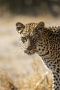 Vertical portrait of leopard`s face in Khwai Okavango Delta Botswana Royalty Free Stock Photo