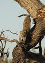 Vertical portrait of a leopard in tree stretching in Khwai River in Botswana