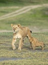 Vertical portrait of a lioness and her two cubs in Ndutu in Tanzania Royalty Free Stock Photo