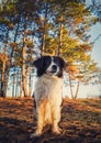 Vertical portrait of a lovely border collie dog in the nature, posing serious expression over the pine forest background.