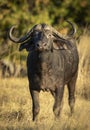 Vertical portrait of a male buffalo looking straight at the camera in Moremi Reserve in Botswana