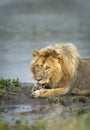 Vertical portrait of a male lion lying in mud at the edge of water in Ndutu in Tanzania Royalty Free Stock Photo