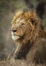 Vertical portrait of a male lion looking alert in Kruger Park in South Africa