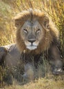 Vertical portrait of a male lion looking straight at camera in Moremi reserve in Botswana Royalty Free Stock Photo