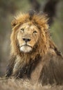 Vertical portrait of a male lion`s head in Kruger Park in South Africa Royalty Free Stock Photo