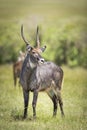 Vertical portrait of a male waterbuck standing looking alert in Masai Mara in Kenya Royalty Free Stock Photo