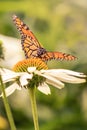 Vertical portrait of a monarch butterfly with open wings Royalty Free Stock Photo