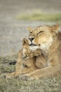 Vertical portrait of a mother and baby lion showing love and affection in Ndutu in Tanzania Royalty Free Stock Photo