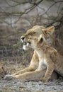 Vertical portrait of mother lioness and her lion cub showing affection and love in Ndutu in Tanzania Royalty Free Stock Photo